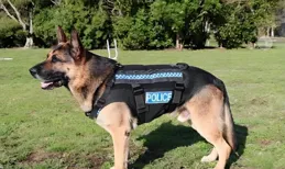 為了安全，我領養了一直退休警犬，可沒人告訴我領養警犬還送主人