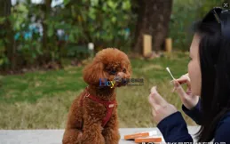 警惕幼犬 「隱形殺手」！犬腺病毒 Ⅰ 型抗原試劑盒守護毛孩肝臟