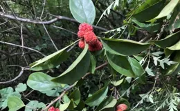 6月這個「純陽之果」不可不吃！內建桂花香，補血補肝又補脾，錯過它你就虧大了！