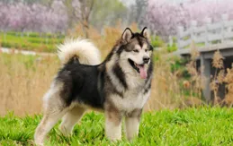 阿拉斯加犬飼養全解析：顏值與挑戰並存的大型萌寵