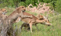 動物捕獵能力大比拼