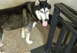 一對夫妻牽著哈士奇過馬路，哈士奇像個彈簧一樣蹦過來了