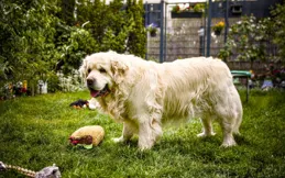 家庭養犬指南：從金毛到吉娃娃，如何挑選最適合你家的毛孩子？