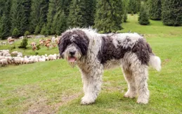 小型犬不愛叫的安靜犬種 Top5：適合公寓養狗的家長收藏