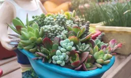 韓版黑色荷葉邊半袖既能遮肉又顯洋氣，利落又俏皮！