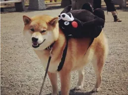 柴犬挑食怎麽辦？什麽牌子的狗糧好？優質推薦讓愛犬愛上進食