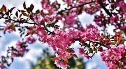 脫單之路，越走越順，四大生肖，桃花旺盛