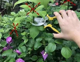 4種花，喜歡「剪禿頭」，越剪越茂盛，現在動手剛剛好