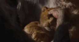 【獅子王】的木法沙和辛巴的統治真的比刀疤好嗎?