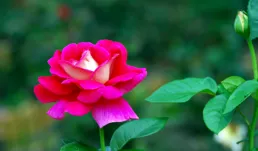 天性樂觀熱情，喜歡交朋友，貴人相當多的四個星座，後福無窮