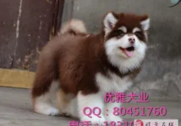 阿拉斯加便便軟怎麽辦？吃什麽狗糧好？優質品牌推薦與選購技巧