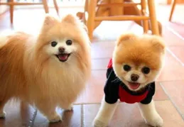 博美淚痕吃什麽狗糧好？有什麽去淚痕狗糧推薦？讀者解惑