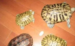 廣東一孩童被天降烏龜砸死，飼主被判賠128萬元