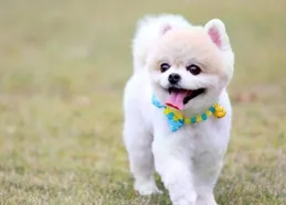 馬爾濟斯犬淚痕吃什麽狗糧好？有什麽去淚痕狗糧推薦