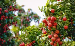 【長安的荔枝】火了，但有一點存在爭議，李善德夫人開局被寫死