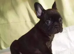 法鬥掉毛吃什麽狗糧好？什麽牌子的狗糧好？值得信賴的品牌推薦