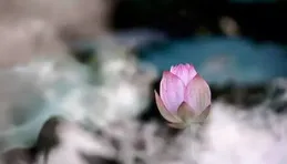 「太空蓮」雨中盛放