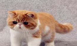 新手想要養貓，有什麽方法選到健康可愛的貓?