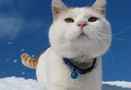 暹羅貓不長肉吃什麽貓糧好？長肉貓糧有哪些美味與營養兼備的選擇