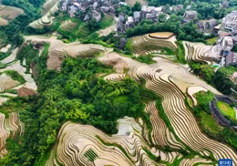 廣西龍勝：龍脊梯田美如畫-新華網