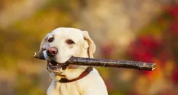 拉布拉多認主時間表：3個月黏人6個月護主，你的愛犬到哪一步了？