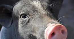 屬豬人快逃！千萬別和這兩個生肖走太近，腸子悔青！