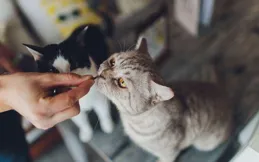 貓咪突然變冷淡？這幾個生氣訊號主人必須讀懂