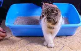 養貓一定要用貓砂嗎?