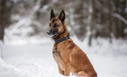 馬犬智商大揭秘：相當於人類幾歲？高智商犬種的訓練與挑戰