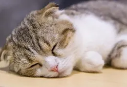 讓貓咪愛上貓窩的終極指南