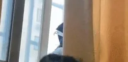 貓咪居然也會生悶氣？把主子惹毛了怎麽辦？這樣哄最有效