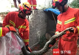 濱州：水表井中「蛇出沒」 消防部門上演「捉蛇大作戰」