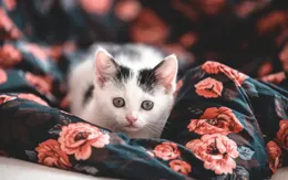 殺破狼2025年6月30日～7月6日12星座一周運勢