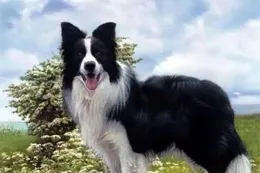 德國牧羊犬挑食怎麽辦？吃什麽狗糧好？品牌力量剖析