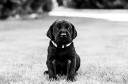 新手養狗避坑指南：十大最適合初次養寵的犬種推薦