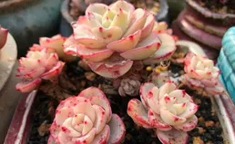 終於等到了，就在明天！快來昌吉州享「福」！