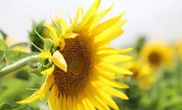 日照這裏有片向日葵花海！