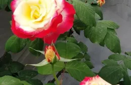 若只能養一棵月季，你選擇哪一種？建議試試這5款，養1棵抵10盆！