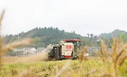 金融「風」吹麥浪，齊魯糧倉米香——看豐收畫卷裏的「藍色」筆墨