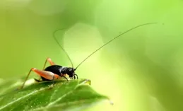 伏天縮水，熱浪加倍！2025「地獄三伏」防暑保命指南