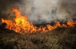 德國多地因林火進入緊急狀態