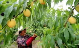 南漳：百畝黃桃搶鮮上市 解鎖夏日限定甜蜜