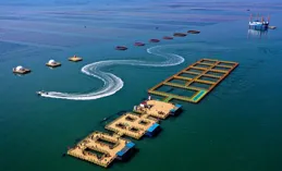 新華全媒＋｜山東：「漁光融合」共享海洋綠色資源