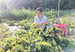 青島林下經濟探新徑！「林藥共生」、「以林養旅」等模式啟用「綠色富礦」