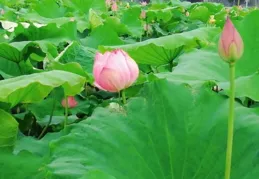 淮南：一池荷花綻放，吸引遊人觀賞