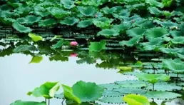 煙雨荷塘朦朧美，紅暈生幻影，綠葉浮青波，水墨丹青藏禪意