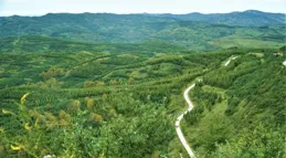 陜西佳縣：沿黃土石山區生態治理書寫綠色答卷