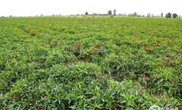 文縣：聚「椒」田間管護，鋪就增收「椒」響曲