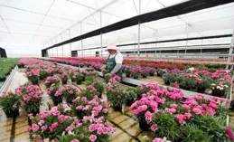 共建花卉種業協同創新中心助推滬滇花卉科技合作邁上新台階