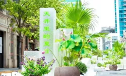 絕美荷塘上新！來橫琴，解鎖夏日賞荷新體驗